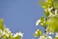 The blooming cherry tree in may Royalty Free Stock Photo