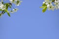 The blooming cherry tree in may Royalty Free Stock Photo