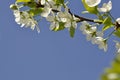 The blooming cherry tree in may Royalty Free Stock Photo