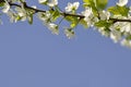The blooming cherry tree in may Royalty Free Stock Photo