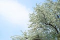 Blooming cherry tree outside on a bright spring day against the blue sky. Branches with white flowers in the park or garden. Royalty Free Stock Photo