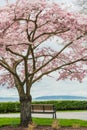 Blooming Cherry Tree Park Bench Ocean