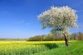 Blooming cherry tree with rapeseed field. Royalty Free Stock Photo