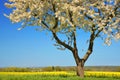 Blooming cherry tree with rapeseed field. Royalty Free Stock Photo