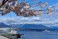 Blooming cherry tree Sakura. Blue ocean and mountains background.