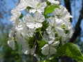 Blooming cherry tree in spring