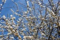 blooming cherry tree in spring with blue sky and white blossoms Royalty Free Stock Photo
