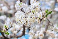 Blooming cherry tree in spring on a blurred natural background. selective focus,. springtime wallpaper