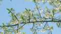Blooming Cherry Tree In Spring. Flowering Wild Cherry. Branch Of Sweet Cherry. Close up.