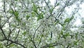 Blooming cherry tree in spring, many tender delicate white flowers on braches, gardens and parks at springtime Royalty Free Stock Photo