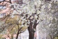 Blooming cherry tree. Spring time. Royalty Free Stock Photo