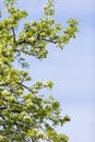 Blooming cherry tree. Spring time. Royalty Free Stock Photo