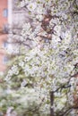 Blooming cherry tree. Spring time. Royalty Free Stock Photo