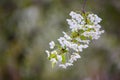 Blooming cherry tree. Spring time. Royalty Free Stock Photo