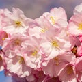 Blooming cherry tree in springtime. Beautiful spring pink flowers in a park. Royalty Free Stock Photo