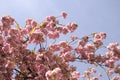 Blooming cherry tree in the springtime cherry blossoms against blue sky, season and nature concept. Free copy space