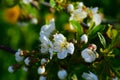 Blooming cherry tree in springtime. Royalty Free Stock Photo