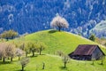 A blooming cherry tree stands over a dumlin hill top Royalty Free Stock Photo