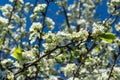 a blooming cherry tree is strewn with white flowers against a bright blue sky. Royalty Free Stock Photo