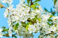Blooming cherry tree, tiny white flowers against the blue sky Royalty Free Stock Photo