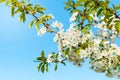 Blooming cherry tree, tiny white flowers against the blue sky Royalty Free Stock Photo