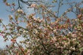 Blooming cherry tree under sunny spring sky