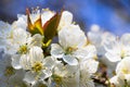 Blooming cherry tree, white cherry blossoms in springtime Royalty Free Stock Photo