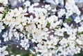 Blooming cherry tree, white flowers cherry on twig in garden in a spring day on blur nature background Royalty Free Stock Photo