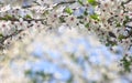 Blooming cherry tree, white flowers cherry on twig in garden in a spring day on blur nature background with space for text Royalty Free Stock Photo