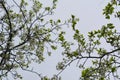 Blooming cherry trees. Branches with white flowers and young leaves. Beautiful scene in spring garden Royalty Free Stock Photo