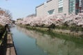 blooming cherry trees and canal (kamo-gawa river) in kyoto (japan)