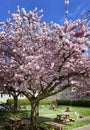 Blooming cherry trees in the city. picnic tables and benches under the trees. Natural spring floral background Royalty Free Stock Photo