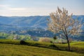 Blooming cherry trees among the fields. Picturesque spring meadow with blooming cherry tree. Royalty Free Stock Photo