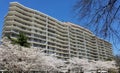 Blooming cherry trees in front of a high rise multistory building