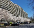 Blooming cherry trees in front of a high rise multistory building Royalty Free Stock Photo