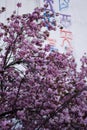 cherry blossom and graffiti