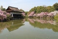 blooming cherry trees at the heian shrine in kyoto (japan) Royalty Free Stock Photo