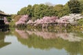 blooming cherry trees at the heian shrine in kyoto (japan) Royalty Free Stock Photo