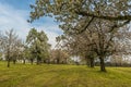 Blooming cherry trees on orchard meadow, Canton Thurgau, Switzerland