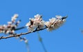 Blooming cherrybranch