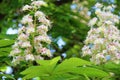 blooming chestnut. concepts of spring flowering and Allergy