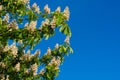 Blooming chestnut flowers Royalty Free Stock Photo