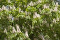 Blooming chestnut flowers against sky Royalty Free Stock Photo