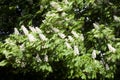 The windy chestnut in spring