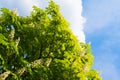 Blooming chestnut tree on blue sky background Royalty Free Stock Photo