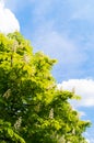 Blooming chestnut tree on blue sky background