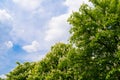 Blooming chestnut tree on blue sky background Royalty Free Stock Photo