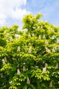 Blooming chestnut tree on blue sky background Royalty Free Stock Photo