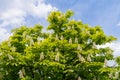 Blooming chestnut tree on blue sky background Royalty Free Stock Photo