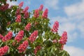 Chestnut tree with red blossoms Royalty Free Stock Photo
